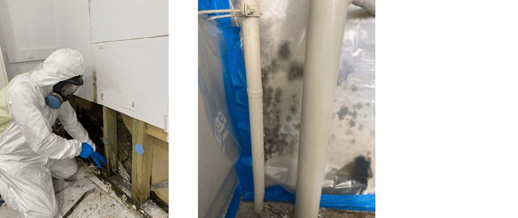 Hire a mould removal specialist to prevent further mould contamination