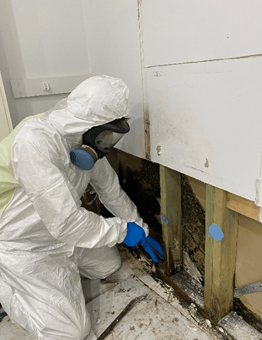 Hire a mould removal specialist to prevent further mould contamination